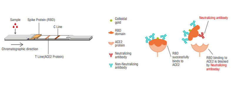 2019-nCoV Neutralization Antibody Prinzip